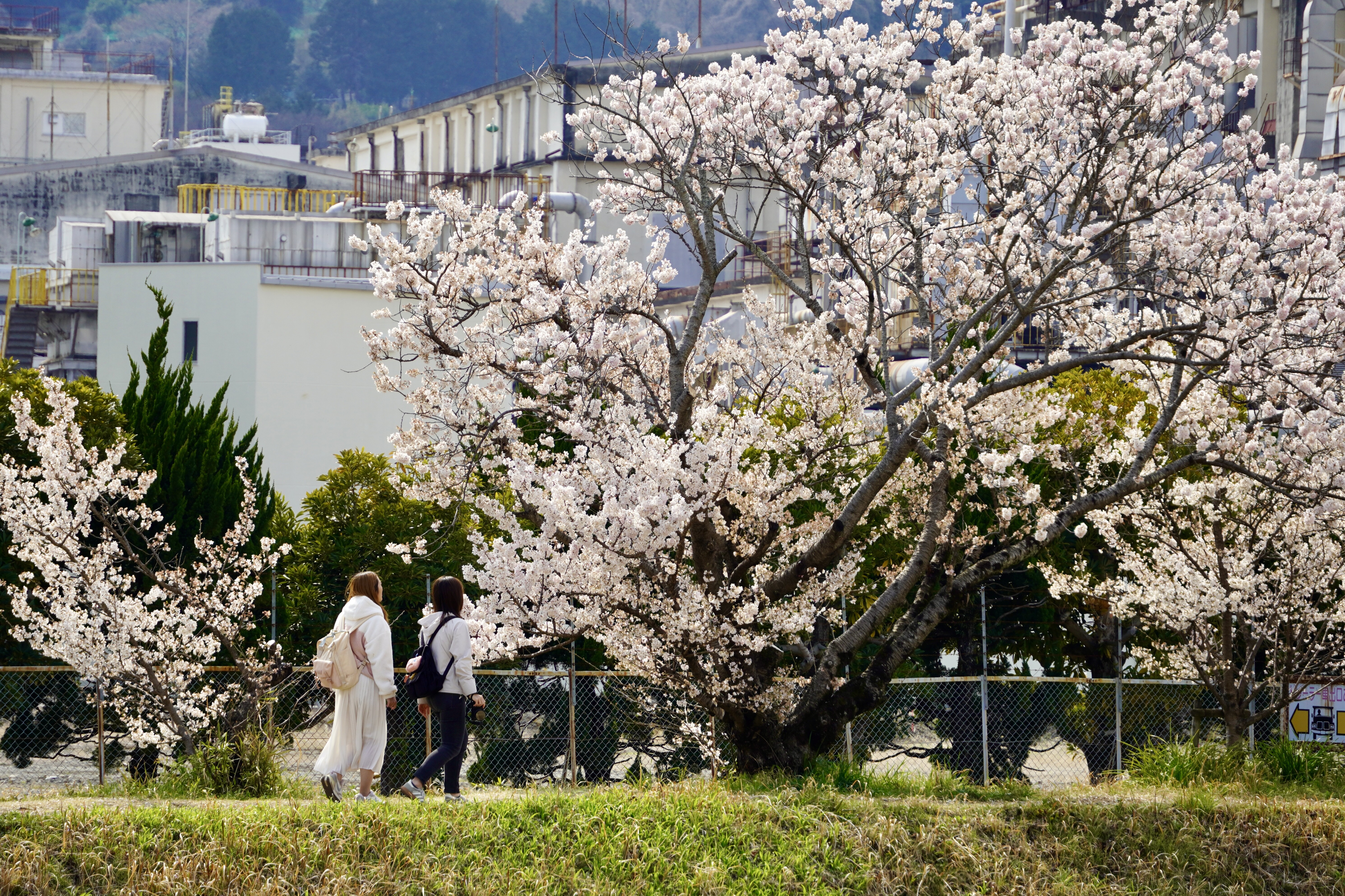 神奈川县南足柄市 HARUMEKI
