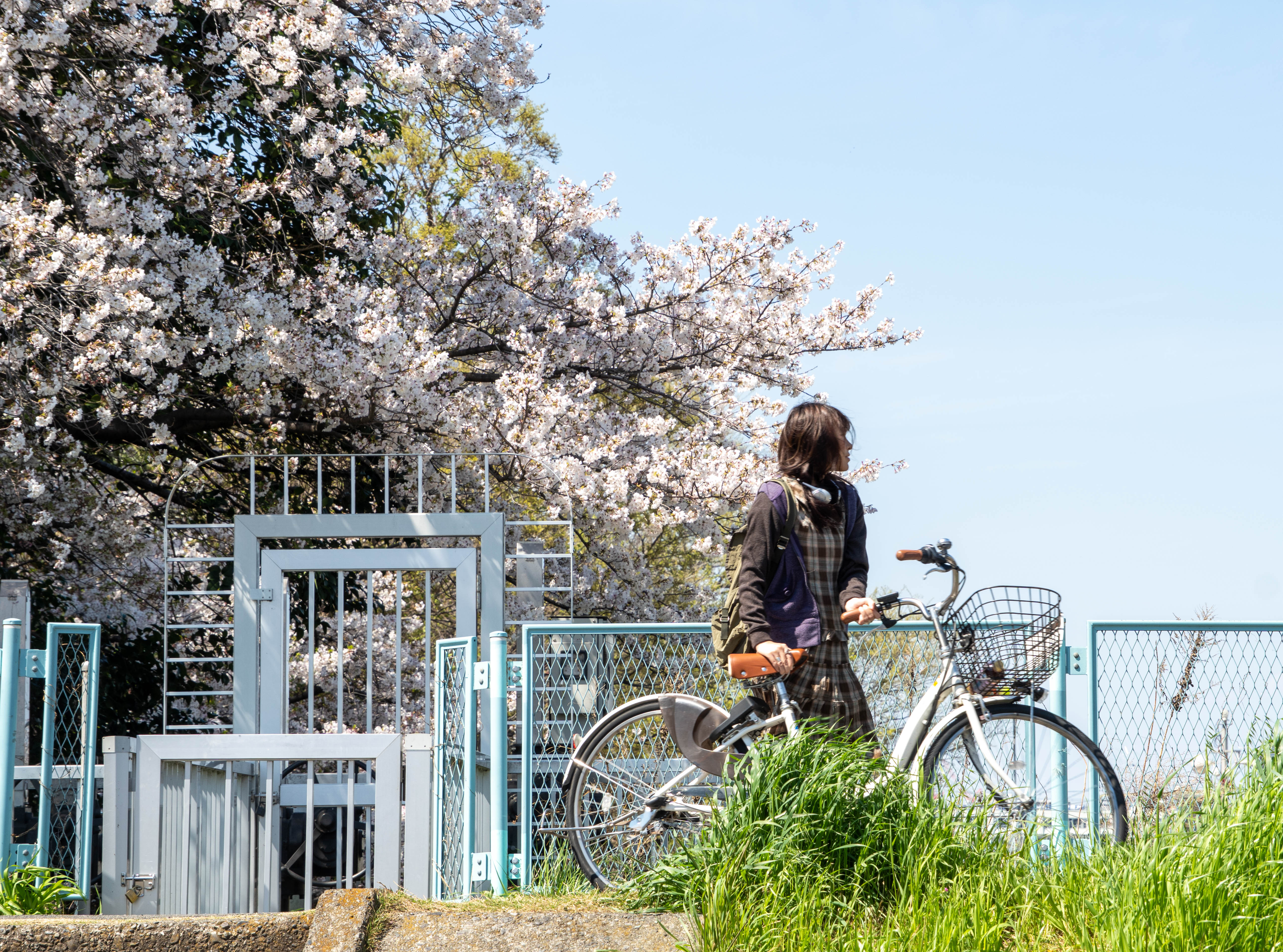 神奈川县川崎市 宿河原樱花