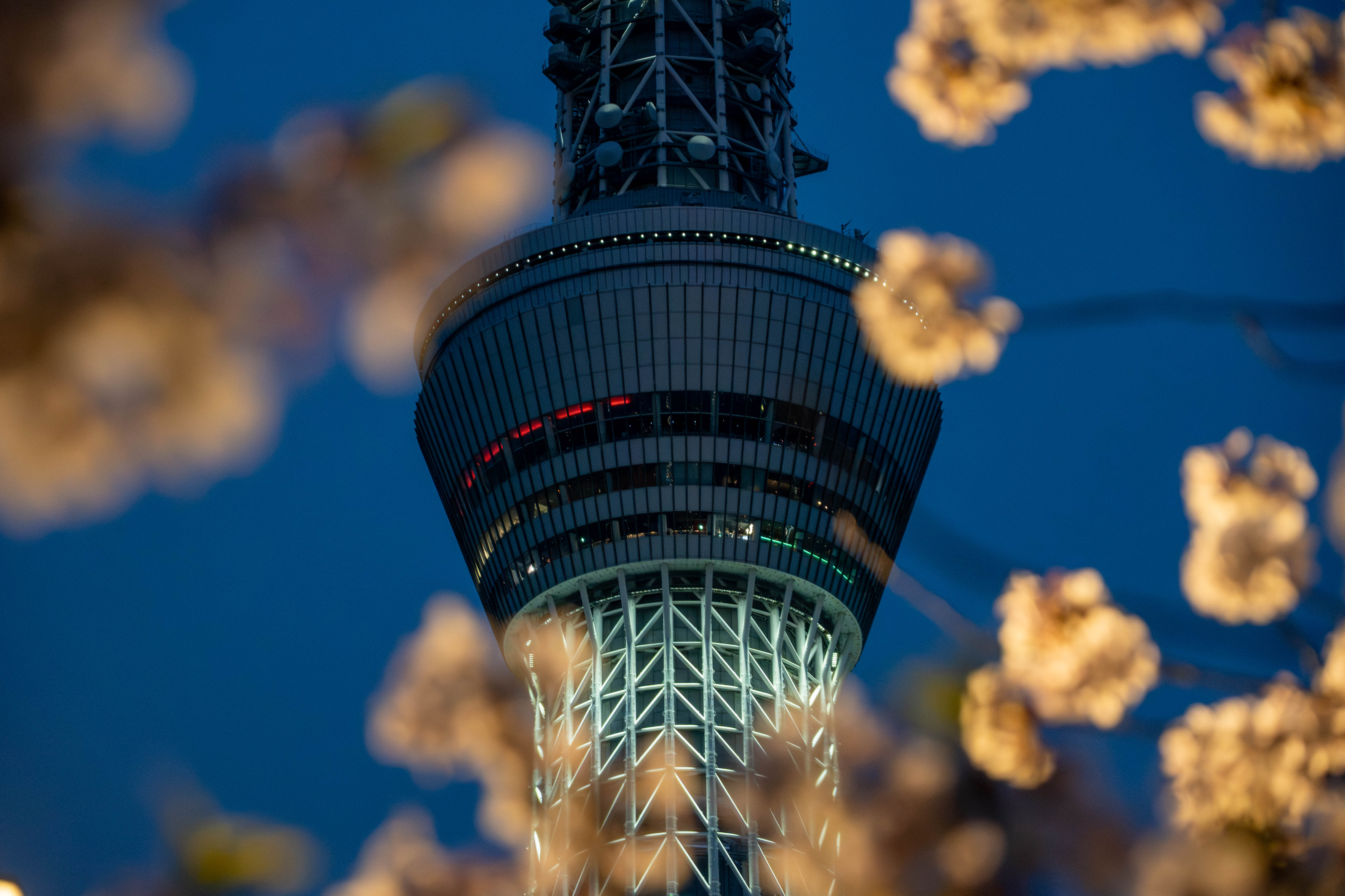 樱花和晴空塔